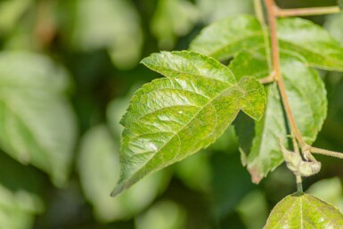 Malus 'Evereste' haute-tige 8/10