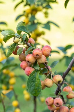Malus 'Evereste' haute-tige 8/10