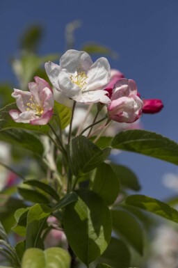Malus 'Evereste' haute-tige 8/10