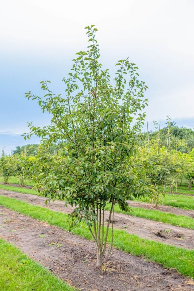 Malus 'Evereste' cépée 200-250