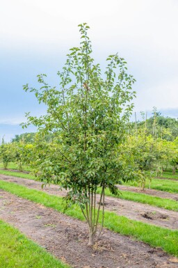 Malus 'Evereste' cépée