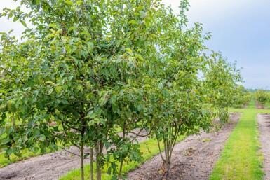 Malus 'Evereste' cépée