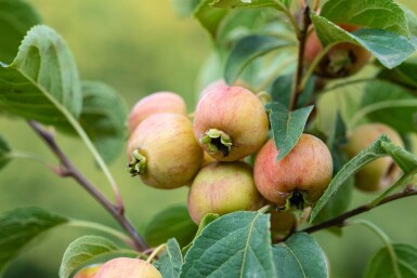 Malus 'Evereste' cépée 200-250