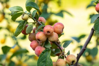 Malus 'Evereste' cépée 200-250