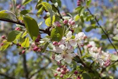 Malus 'Evereste' cépée 200-250