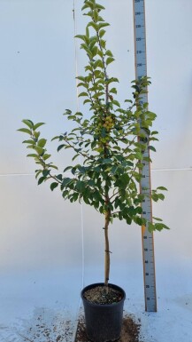 Malus 'Evereste' demi-tige