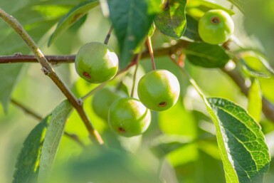 Malus 'Evereste' demi-tige