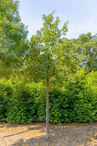 Malus 'Golden Hornet' haute-tige 10/12