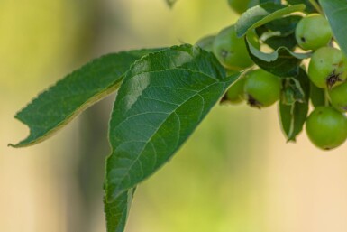Malus 'Golden Hornet' haute-tige 10/12