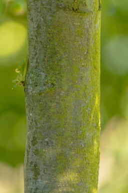 Malus 'Golden Hornet' haute-tige 10/12