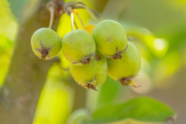 Malus 'Golden Hornet' haute-tige 10/12