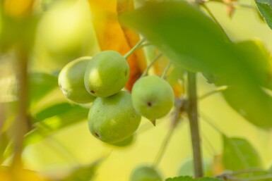 Malus 'Golden Hornet' haute-tige 10/12