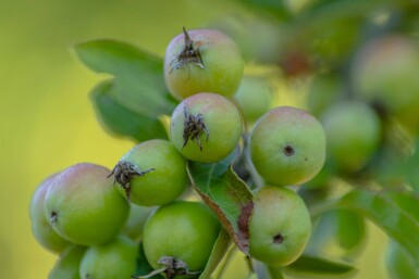 Malus 'Golden Hornet' haute-tige 10/12