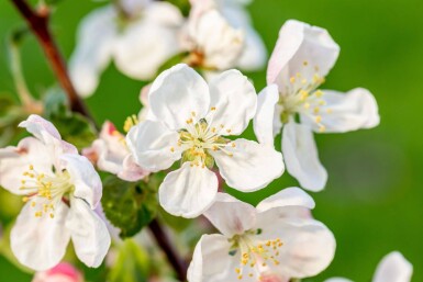 Malus 'Golden Hornet' haute-tige 10/12