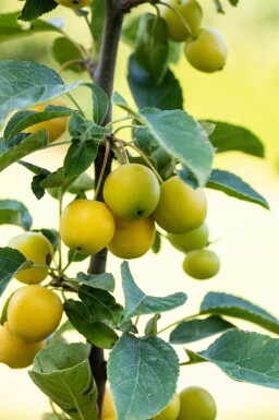Malus 'Golden Hornet' haute-tige 10/12