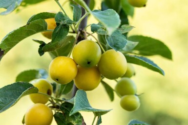 Malus 'Golden Hornet' haute-tige 10/12