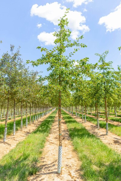 Malus 'Professor Sprenger' haute-tige 8/10