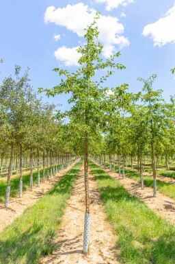 Malus 'Professor Sprenger' haute-tige
