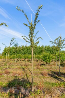 Malus 'Professor Sprenger' haute-tige