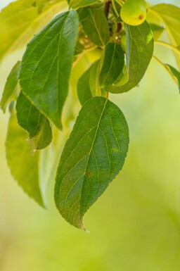 Malus 'Professor Sprenger' haute-tige 8/10