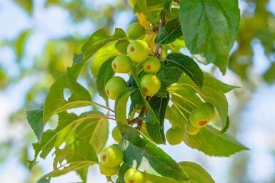 Malus 'Professor Sprenger' haute-tige 8/10