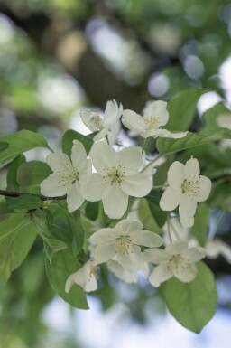 Malus 'Professor Sprenger' haute-tige 8/10