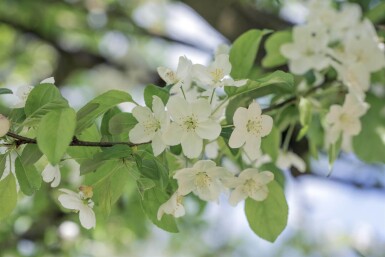 Malus 'Professor Sprenger' haute-tige 8/10