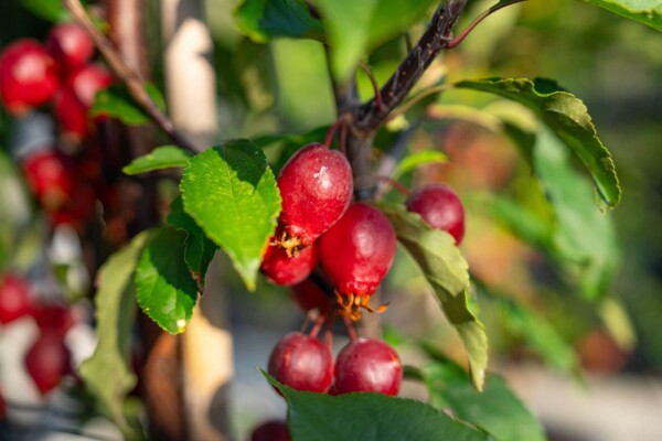 Malus 'Red Obelisk' haute-tige