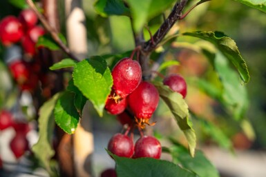 Malus 'Red Obelisk' haute-tige