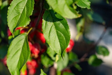 Malus 'Red Obelisk' haute-tige