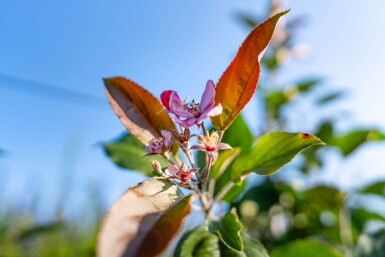 Malus 'Red Obelisk' haute-tige