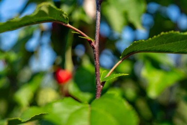 Malus 'Red Obelisk' haute-tige