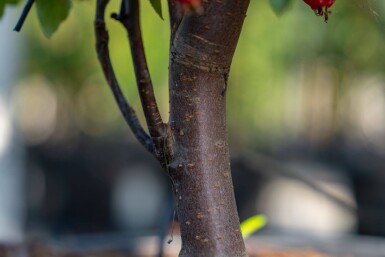 Malus 'Red Obelisk' haute-tige