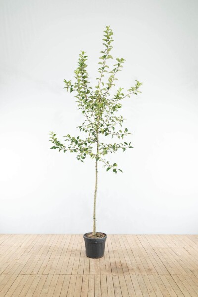 Malus 'Red Sentinel' haute-tige 8/10