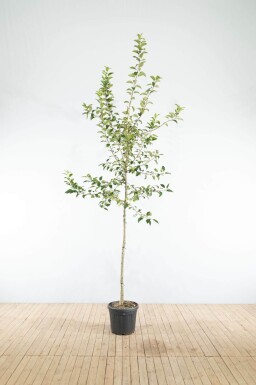 Malus 'Red Sentinel' haute-tige