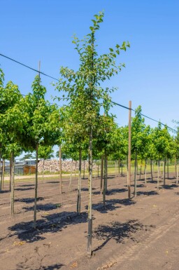 Malus 'Red Sentinel' haute-tige