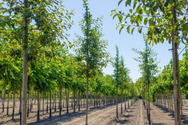 Malus 'Red Sentinel' haute-tige 8/10