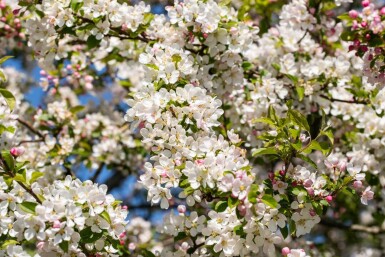 Malus 'Red Sentinel' haute-tige 8/10