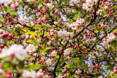 Malus 'Red Sentinel' haute-tige 8/10