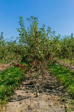 Malus 'Red Sentinel' cépée