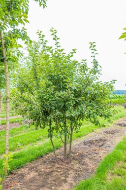 Malus 'Red Sentinel' cépée