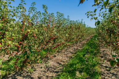 Malus 'Red Sentinel' cépée 200-250