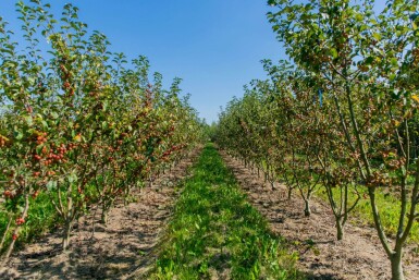 Malus 'Red Sentinel' cépée 200-250