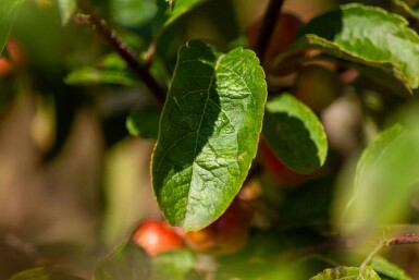 Malus 'Red Sentinel' cépée 200-250