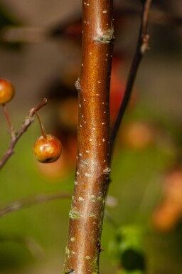Malus 'Red Sentinel' cépée 200-250