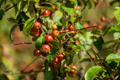 Malus 'Red Sentinel' cépée 200-250