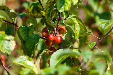 Malus 'Red Sentinel' cépée 200-250