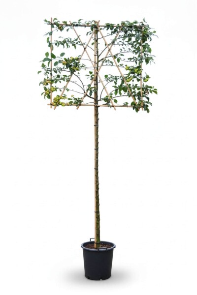 Malus 'Red Sentinel' espalier 10/12 200cm tronc 150b x 120h