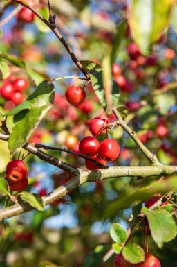 Malus 'Red Sentinel' espalier