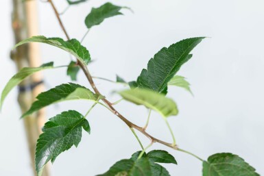 Malus 'Red Sentinel' en plateau